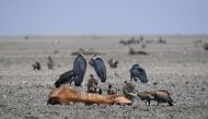 Representative image (Vultures feed on the carcass of a dead cow which lies on the mud of the drought-affected Lake Ngami on August 29, 100km away from Maun, Botswana. AFP / Monirul Bhuiyan)