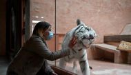 An employee interacts with a Bengal tiger named Shere Khan through the glass wall of an enclosure at a private zoo 