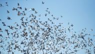 Pigeons are released at the start of a pigeon race in Kettering, following the outbreak of the coronavirus disease (COVID-19), Kettering, Britain, June 1, 2020. REUTERS/Andrew Boyers