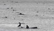 This handout photo taken and received from Brodie Weeding from The Advocate on September 22, 2020 shows a pod of whales stranded on a sandbar in Macquarie Harbour on the rugged west coast of Tasmania. Rescuers faced a race against time to save nearly 200 