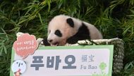 Panda cub Fu Bao, who was born 107 days ago in South Korea, is pictured during a ceremony to reveal her name at Everland Amusement and Animal Park in Yongin on November 4, 2020. / AFP / Jung Yeon-je
