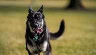 File photo: Major, one of the family dogs of US President Joe Biden and First Lady Jill Biden, explores the South Lawn after on his arrival from Delaware at the White House in Washington, U.S. January 24, 2021. Adam Schultz/White House/Handout via Reuters