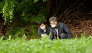 A farmer Ham Byoung-gab and his wife Lim Mi-seon work at their minari (water parsley) farm in Siheung, South Korea, April 26, 2021. REUTERS/Daewoung Kim