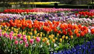 Flowers are seen at the Keukenhof park in Lisse, Netherlands April 28, 2021. Reuters/Piroschka van de Wouw