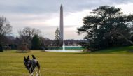 Major, one of the family dogs of U.S. President Joe Biden and First Lady Jill Biden, explores the South Lawn after on his arrival from Delaware at the White House in Washington, U.S. January 24, 2021. Picture taken January 24, 2021. Adam Schultz/White Hou