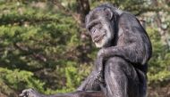 A January 14, 2015 handout photo shows Cobby, America's oldest male chimpanzee at the San Francisco Zoo, who died at age 63 the zoo announced on June 6, 2021. Marianne V Hale/San Francisco Zoo and Gardens/Handout via REUTERS 