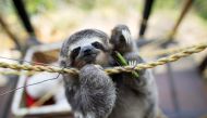 Pipote, a Brown-throated sloth baby, rescued by Juan Carlos Rodriguez and his wife Haydee when they found it on a road after it fell from a tree, clings on a a rope, at the couple's shelter for sloths, in San Antonio, Venezuela July 30, 2021. Picture take