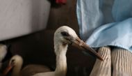 A stork affected by a wildfire north of Athens, is seen at the Hellenic Wildlife Care Association ANIMA's first aid centre, in Athens, Greece, August 8, 2021. Picture taken August 8, 2021. REUTERS/Louiza Vradi
