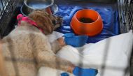 A dog with burned paws sleeps at a makeshift shelter following a wildfire north of Athens, in Athens, Greece, August 8, 2021. Picture taken August 8, 2021. REUTERS/Louiza Vradi