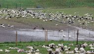 Ducks are pictured in a field at a poultry farm in Montsoue, France, January 12, 2017. REUTERS/Regis Duvignau