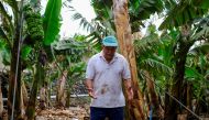 Farmer Antonio Brito Alvarez, 65, gestures as he stands in his banana field, which has been affected by the ash from the volcano eruption in the Cumbre Vieja park, at Los Llanos de Aridane on the Canary Island of La Palma, Spain September 23, 2021. REUTER
