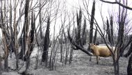 A cow that survived the fire is pictured in a forest land burnt down, in Caminiaga, northern Cordoba, Argentina October 7, 2021. Picture taken October 7, 2021. REUTERS/Charly Soto