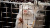 File photo of a mink in Denmark. Reuters 