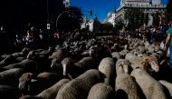 People watch a flock of sheep during the annual parade on the streets of Madrid, as shepherds demand to exercise their right to use traditional migration routes for their livestock from northern Spain to winter grazing pasture land in southern Spain, Octo