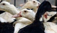 Mulard ducks are pictured at a poultry farm in Montsoue, France, January 12, 2017, as France continues a massive cull of ducks in three regions most affected by a severe outbreak of bird flu. REUTERS/Regis Duvignau/File Photo