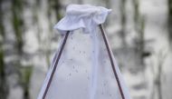 Anopheles mosquitoes are seen in a net placed in a rice field during a test in the use of drone technology in the fight against malaria near Zanzibar City, on the island of Zanzibar, Tanzania, October 30, 2019. REUTERS/Baz Ratner

