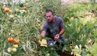 Qassem Shreim, 42, picks tomatoes growing in a greenhouse in Bani Haiyyan village, southern Lebanon June 7, 2022. Reuters/Aziz Taher

