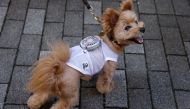 A 9-y-o female pet dog named Moco, a Pomeranian and Poodle Mix, wears a battery-powered fan outfit for pets, developed by Japanese maternity clothing maker 