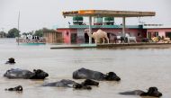 Buffaloes pass in front of a gas station amid flood water on the Indus highway, following rains and floods during the monsoon season in Sehwan, Pakistan, on September 13, 2022. REUTERS/Akhtar Soomro/File Photo