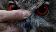 Patricia Orejas, from the Brinzal Recovery Centre for nocturnal birds of prey, does a final check-up on a Eurasian eagle-owl who was born at the Zoo Aquarium in Madrid last February, before its release into the wild at their facilities in Madrid, Spain, October 4, 2022. REUTERS/Susana Vera