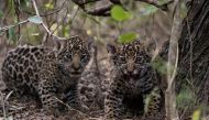 Two jaguar (Panthera onca) cubs born in semi-captivity are pictured at the Impenetrable National Park in Chaco, Argentina, November 2, 2022. (Rewilding Argentina Foundation/Handout via REUTERS)