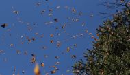 Monarch butterflies fly at the Sierra Chincua butterfly sanctuary in Angangeo, Michoacan state, Mexico. December 3, 2022 Reuters/Raquel Cunha