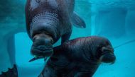 Six-year-old walruses Balzak and Lakina swim inside the exhibit at Point Defiance Zoo & Aquarium in Tacoma, Washington, U.S., November 17, 2022. Katie Cotterill/Point Defiance Zoo & Aquarium/Handout via REUTERS