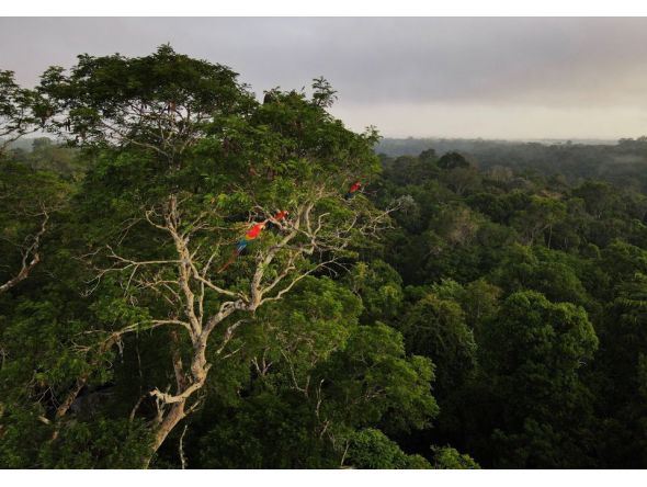Macaws sit on top of a tree at the Amazon rainforest in Brazil. Representational file photo. Reuters.