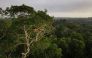 Macaws sit on top of a tree at the Amazon rainforest in Brazil. Representational file photo. Reuters.
