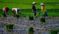 Farmers plant rice seeds at a paddy field in Samahani in Indonesia's Aceh province on January 25, 2023. (Photo by CHAIDEER MAHYUDDIN / AFP)
