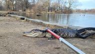 In this handout photo provided by NYC Parks on February 20, 2023, an approximately 4 foot long alligator is tended to by Parks Enforcement Patrol and Urban Park Rangers, at Prospect Park in the Brooklyn borough of New York City on February 19, 2023. Photo by NYC Parks / AFP