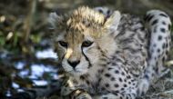 Handout picture provided by Iran's Department of Environment on February 27, 2023 of Asiatic cheetah 