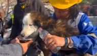 This handout photograph taken and released by Turkish agency DHA (Demiroren News Agency) on March 1, 2023 shows rescues feed a dog with water from a collapsed building 23 days after last month's 7.8-magnitude deadly earthquake. Photo by DEMIROREN NEWS AAGENCY / DHA (Demiroren News Agency) / AFP