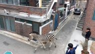 This frame grab taken from video footage provided by the Gwangjin Fire Station on March 23, 2023 and made available via AFPTV on March 24 shows Sero the zebra walking past handlers after escaping from his pen at the Seoul Children's Grand Park in Seoul. Photo by Handout / various sources / AFP