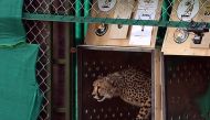 This handout photograph taken on September 17, 2022 and released by the Indian Press Information Bureau (PIB) shows a wild cheetah being released at Kuno National Park in Madhya Pradesh state. Photo by PIB / AFP

