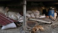 A dog rests in a building in the quake-hit town of Samandag, southern Turkiye on March 27, 2023, after the 7.8-magnitude earthquake of February 2023 that killed more than 50,000 in southeastern Turkiye and nearly 6,000 over the border in Syria. Photo by BULENT KILIC / AFP