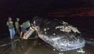 Members of an environmental task force team inspect the mouth of a dead whale on a beach in Jembrana, in Indonesia's resort island of Bali. (Photo by DICKY BISINGLASI / AFP)