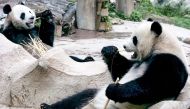 (Files) In this file photo taken on September 3, 2005, two giant pandas on loan to Thailand from China, Chuang Chuang and Lin Hui, eat bamboo at Chiang Mai Zoo in Chiang Mai. (Photo by Pornchai Kittiwongsakul / AFP)