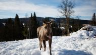 (FILES) In this file photo taken on March 17, 2013, a moose calf runs through the snow at a moose farm in Duved, Sweden. (Photo by Jonathan Nackstrand / AFP)