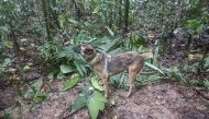 Handout picture released by the Colombian Army showing search dog 'Wilson' standing next to a pair of scissors found in the forest, on May 17, 2023. (Photo by Colombian army / AFP) 