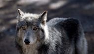 A wolf stands inside it's enclosure at the Colorado Wolf and Wildlife Center (CWWC) in Divide, Colorado, on March 28, 2023. (Photo by Jason Connolly / AFP)

