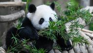Sheng Yi, a female panda, forages on bamboo leaves inside the panda enclosure at the National Zoo in Kuala Lumpur on May 25, 2022. Photo by Mohd RASFAN / AFP