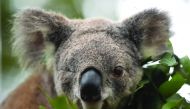 This file photo taken on April 28, 2016 shows Oxley Kaylee, a koala that lost an eye and had her left hind leg amputated after being hit by a car, looking on at the Koala Hospital in Port Macquarie. AFP / Peter Parks

