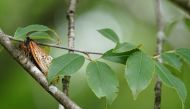 A cicada from brood XIX is seen on a tree in Angelville, Georgia on May 23, 2024. This year's event involves the 13-year Brood XIX, currently emerging in the Carolinas, followed by the 17-year Brood XIII in the Midwest. There could be a small area of overlap in central Illinois. Photo by Elijah Nouvelage / AFP.