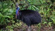 This picture taken on April 7, 2024, shows a cassowary bird as it stands next to a road that passes through the township of Etty Bay, located in the Cassowary Coast region of North Queensland, south of Cairns. (Photo by David Gray / AFP)