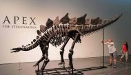 150-million-year-old fossil of Stegosaurus specimen is on display at Sotheby's in New York on July 10, 2024. (Photo by Charly Triballeau / AFP)

