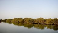 A view of mangrove trees.