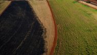 Destroyed crops at a sugarcane farm following wildfires in Riberaio Preto, Sao Paulo state, Brazil, on August 27, 2024. (Photo by Victor Moriyama/Bloomberg)