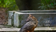 A jackal rests at the zoo in Dhaka on December 12, 2024. (Photo by Munir Uz Zaman / AFP)
 