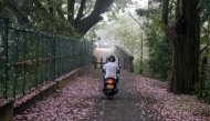 A man rides a motor bike under blossoming Tabebuia rosea trees in Kandy, Sri Lanka, April 2, 2025. (Photo by Gayan Sameera/Xinhua)

